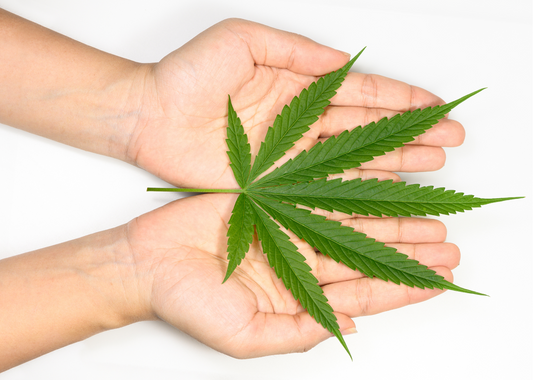 Cannabis für Neulinge. Mythen, Risiken & Fakten