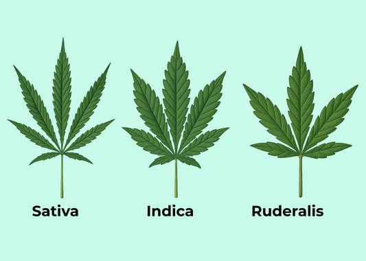 Welche Arten von Cannabis gibt es?